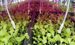 Organic Seed Disinfection Organic Seed Disinfection