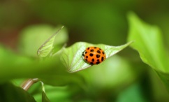 Biocontrol Biocontrol