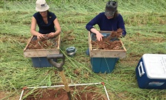 Green Manures 2021 Green Manures 2021