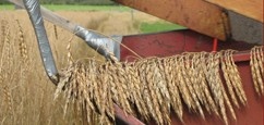 oacc-ad-grain