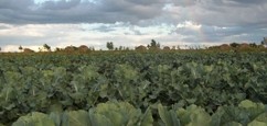 oacc-ad-cabbage