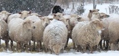 oacc-ad-sheep