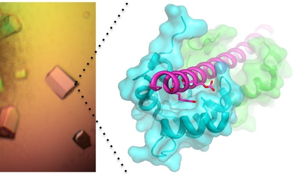 Protein Assembly Research Team - Dalhousie University